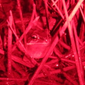 Litoria verreauxii verreauxii at Forde, ACT - 21 Jul 2023