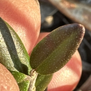 Olea europaea subsp. cuspidata at Spence, ACT - 22 Jul 2023