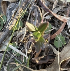 Olea europaea subsp. cuspidata at Spence, ACT - 22 Jul 2023 03:51 PM