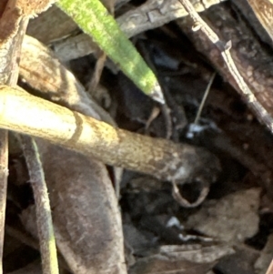 Olea europaea subsp. cuspidata at Spence, ACT - 22 Jul 2023 03:51 PM