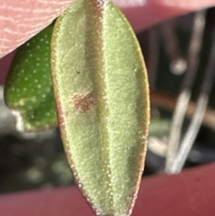 Olea europaea subsp. cuspidata at Spence, ACT - 22 Jul 2023