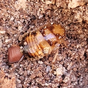 Robshelfordia simplex at Oallen, NSW - 22 Jul 2023