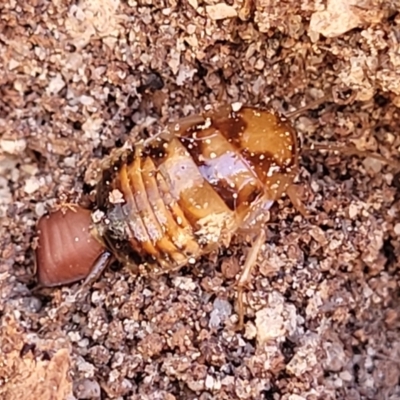Robshelfordia simplex (Shelford's Western Cockroach) at Oallen, NSW - 22 Jul 2023 by trevorpreston