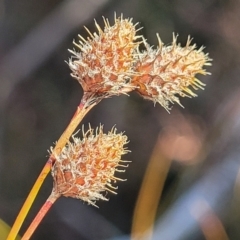 Baloskion longipes (Dense Cord-rush) at Oallen, NSW - 22 Jul 2023 by trevorpreston