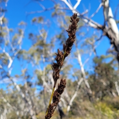 Carex appressa (Tall Sedge) at Goulburn Mulwaree Council - 22 Jul 2023 by trevorpreston