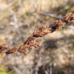 Carex appressa at Oallen, NSW - 22 Jul 2023