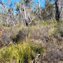 Carex appressa at Oallen, NSW - 22 Jul 2023