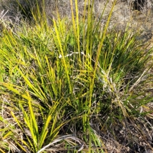 Carex appressa at Oallen, NSW - 22 Jul 2023
