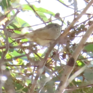 Acanthiza pusilla at Paddys River, ACT - 22 Jul 2023 11:15 AM