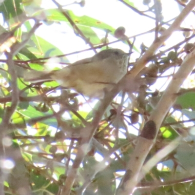 Acanthiza pusilla (Brown Thornbill) at Tidbinbilla Nature Reserve - 22 Jul 2023 by TomW