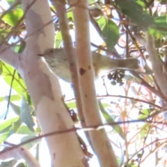 Acanthiza pusilla at Paddys River, ACT - 22 Jul 2023