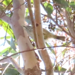 Acanthiza pusilla at Paddys River, ACT - 22 Jul 2023 11:15 AM