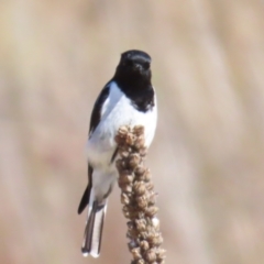 Melanodryas cucullata (Hooded Robin) at Paddys River, ACT - 22 Jul 2023 by BenW