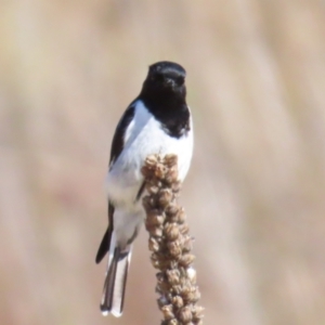 Melanodryas cucullata cucullata at Paddys River, ACT - suppressed