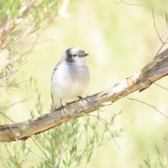 Melanodryas cucullata cucullata at Paddys River, ACT - suppressed