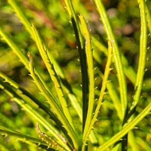 Banksia spinulosa at Oallen, NSW - 22 Jul 2023