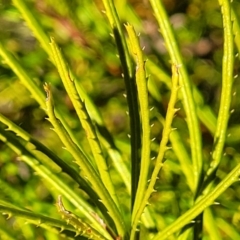 Banksia spinulosa (Hairpin Banksia) at Nadgigomar Nature Reserve - 22 Jul 2023 by trevorpreston