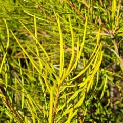 Banksia spinulosa at Oallen, NSW - 22 Jul 2023