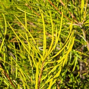 Banksia spinulosa at Oallen, NSW - 22 Jul 2023