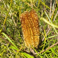 Banksia spinulosa at Oallen, NSW - 22 Jul 2023