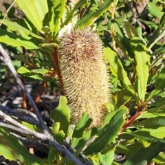 Banksia paludosa (Swamp Banksia) at Nadgigomar Nature Reserve - 22 Jul 2023 by trevorpreston