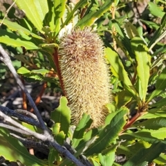 Banksia paludosa (Swamp Banksia) at Oallen, NSW - 22 Jul 2023 by trevorpreston