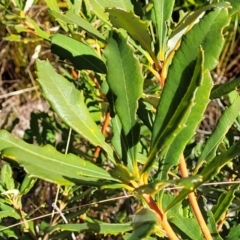 Banksia paludosa at Oallen, NSW - 22 Jul 2023 12:46 PM