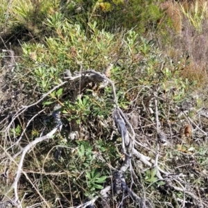 Banksia paludosa at Oallen, NSW - 22 Jul 2023