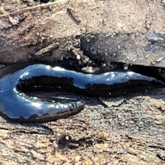 Parakontikia ventrolineata (Stripe-bellied flatworm) at Oallen, NSW - 22 Jul 2023 by trevorpreston