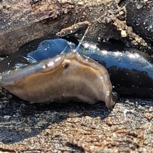 Parakontikia ventrolineata at Oallen, NSW - 22 Jul 2023