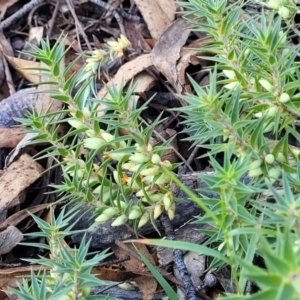 Melichrus urceolatus at Oallen, NSW - 22 Jul 2023