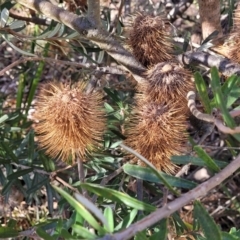 Banksia marginata (Silver Banksia) at Nadgigomar Nature Reserve - 22 Jul 2023 by trevorpreston