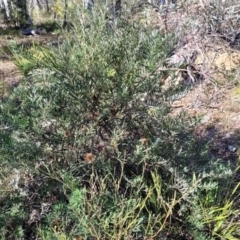 Banksia marginata at Oallen, NSW - 22 Jul 2023