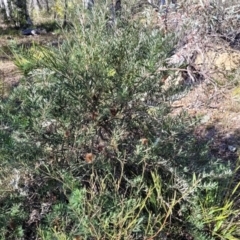 Banksia marginata at Oallen, NSW - 22 Jul 2023 12:37 PM