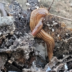 Fletchamia quinquelineata (Five-striped flatworm) at Oallen, NSW - 22 Jul 2023 by trevorpreston