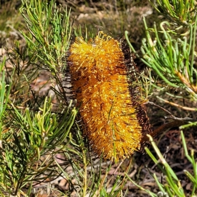 Banksia spinulosa (Hairpin Banksia) at Nadgigomar Nature Reserve - 22 Jul 2023 by trevorpreston