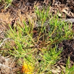 Banksia spinulosa at Oallen, NSW - 22 Jul 2023