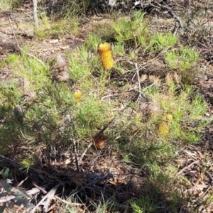 Banksia spinulosa at Oallen, NSW - 22 Jul 2023 12:34 PM