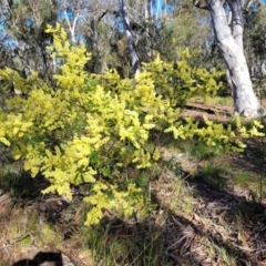 Acacia terminalis (Sunshine Wattle) at Oallen, NSW - 22 Jul 2023 by trevorpreston