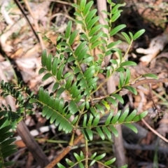Acacia terminalis at Oallen, NSW - 22 Jul 2023 12:32 PM