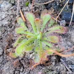 Drosera spatulata (Common Sundew) at Morton National Park - 22 Jul 2023 by trevorpreston