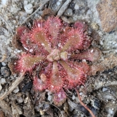 Drosera spatulata (Common Sundew) at Morton National Park - 22 Jul 2023 by trevorpreston