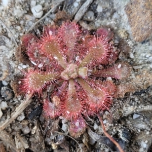 Drosera spatulata at Sassafras, NSW - 22 Jul 2023