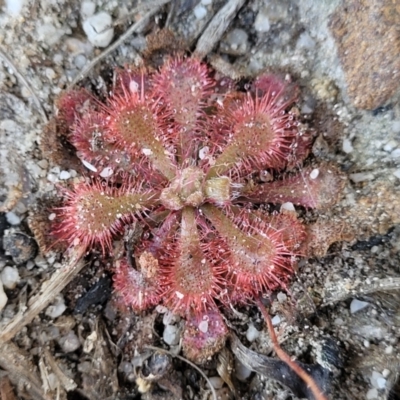 Drosera spatulata (Common Sundew) at Sassafras, NSW - 22 Jul 2023 by trevorpreston