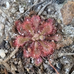 Drosera spatulata at Sassafras, NSW - 22 Jul 2023