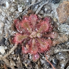 Drosera spatulata at Sassafras, NSW - 22 Jul 2023 11:45 AM