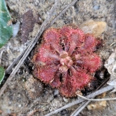 Drosera spatulata at Sassafras, NSW - 22 Jul 2023