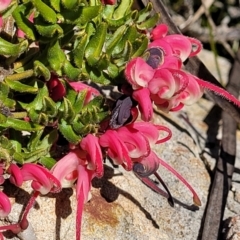 Grevillea baueri (Bauer’s Grevillea) at Morton National Park - 22 Jul 2023 by trevorpreston