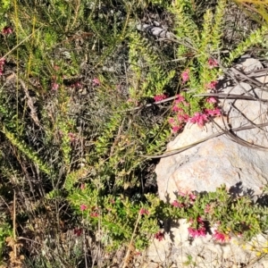 Grevillea baueri at Sassafras, NSW - 22 Jul 2023