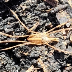 Unidentified Harvestman (Opiliones) at Sassafras, NSW - 22 Jul 2023 by trevorpreston